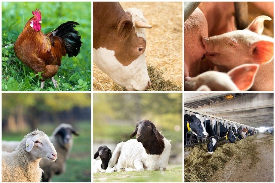 Haszonállatok képösszeállítása: kakas, szarvasmarha, malacok, juh, kecske és tejelő tehenek