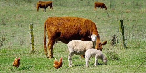 Csonterősítő a jól működő gazdaságért!