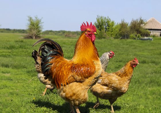 Mészgritt: ásványi anyagok pótlása egyszerűen